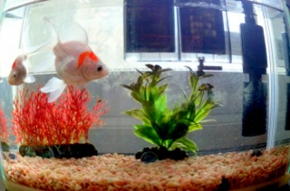 �����Ɩ�����