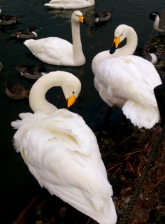 �g�����Ȃ�