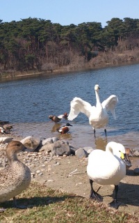 �D���Ȏd��