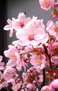 ���p���Ȃ���