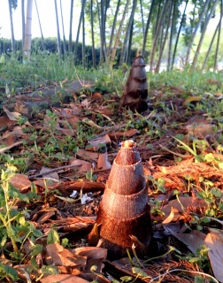 �����̂���