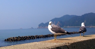 �p�[�\�i��