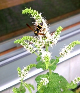 ����Ȃ�~���g