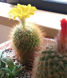 ������̕���