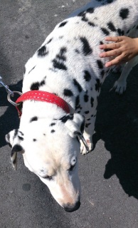 �����̂��