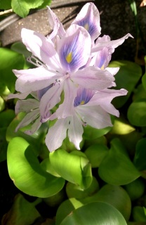 ������