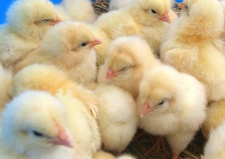 �߂��Ⴍ����