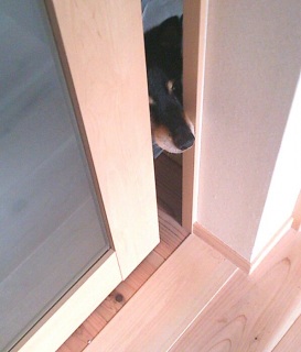 �{���̏o�����肳��