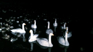 �����g���A��