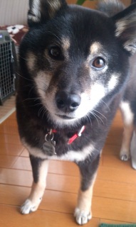 ����Ƃ��