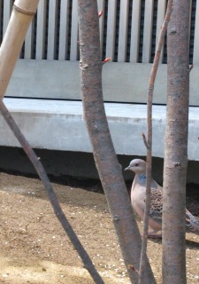 �A�v���[�`���E���E��