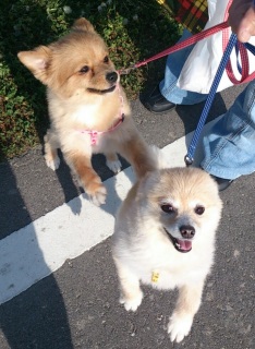 �܂��͂邨�͂悤