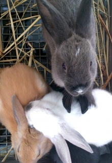 (���򂫂�񂫂��)