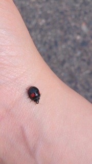 �i�~�e���g�E