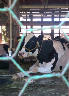 �R�[�X��ς�����