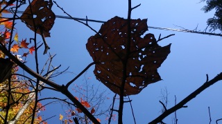 �X�����V��