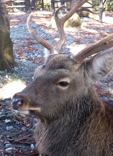 �C�P�����ł���