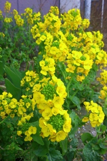 �C�G���[�T�u�}����