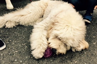 �ӂ������