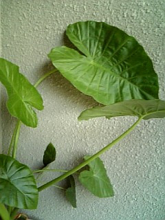 ������҂������Ă��[