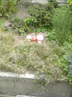 �F�l��ɂĔ���!!!