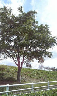 ���ߒ���