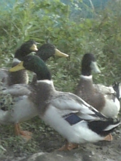 ���V�J�g�Ƃ�