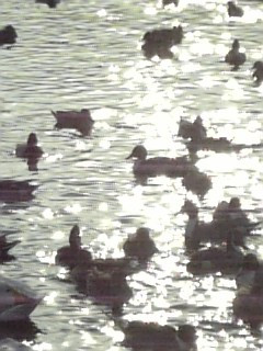 �܂�����������Ă���G�߂�