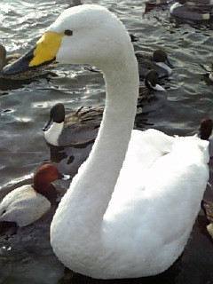 ���c�����