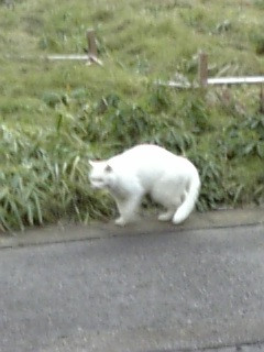 ���C�o��