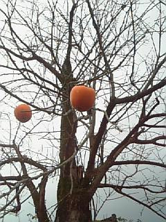 �t����Ȃ����Ǒ����Ă܂�