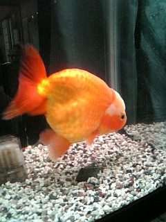 �A���Ă��邽�т�