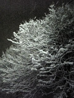 �Ⴊ�����