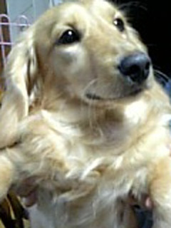 ���I���̍�