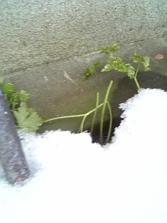 �����̂�����