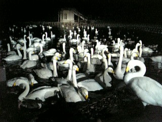 �����͖鐅�̒��Ŗ������邩