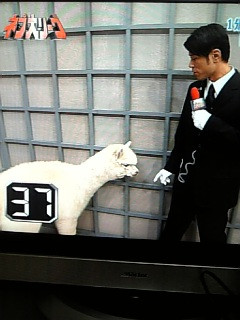 �A���p�JTV