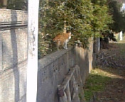 �J�������炢