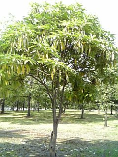 �o�i�i�̖�