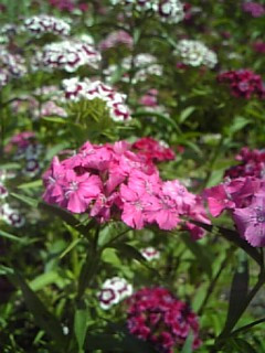 �U���C�Y�q�A�C�F�b�g