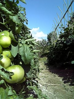 �~�J�̎���