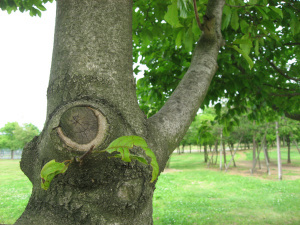 ���\��͂܂��̂悤�ł�