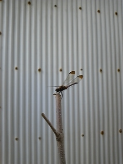 �΂݂̒�����