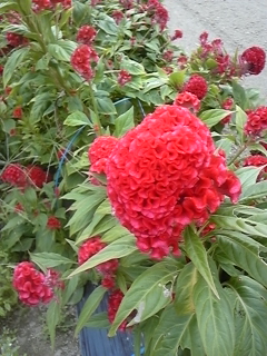 ���c�{��