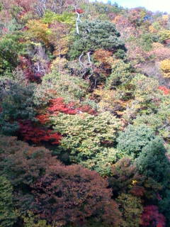 Fw:��F����