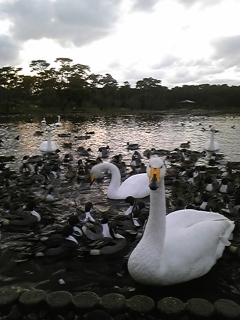 ����ꂪ����