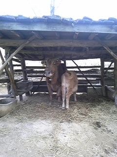 �����ȋ�����