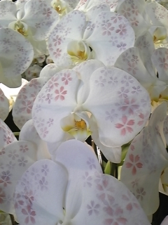 ���E�̂��W