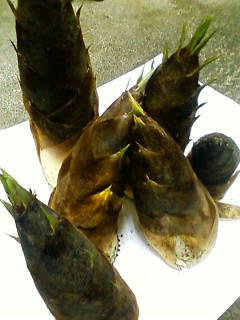 �����̂��I