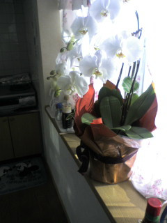 �e�X�g�ł�